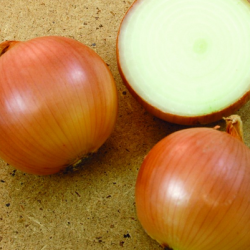 Cebula SV4774 NW F1 250 tyś. nasion st